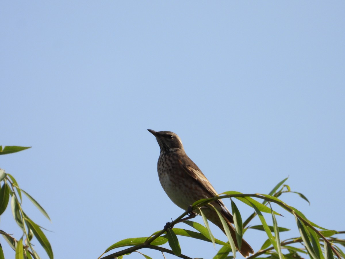 Naumann's Thrush - ML609637135