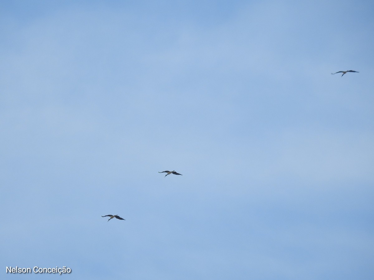 Black Stork - Nelson Conceição