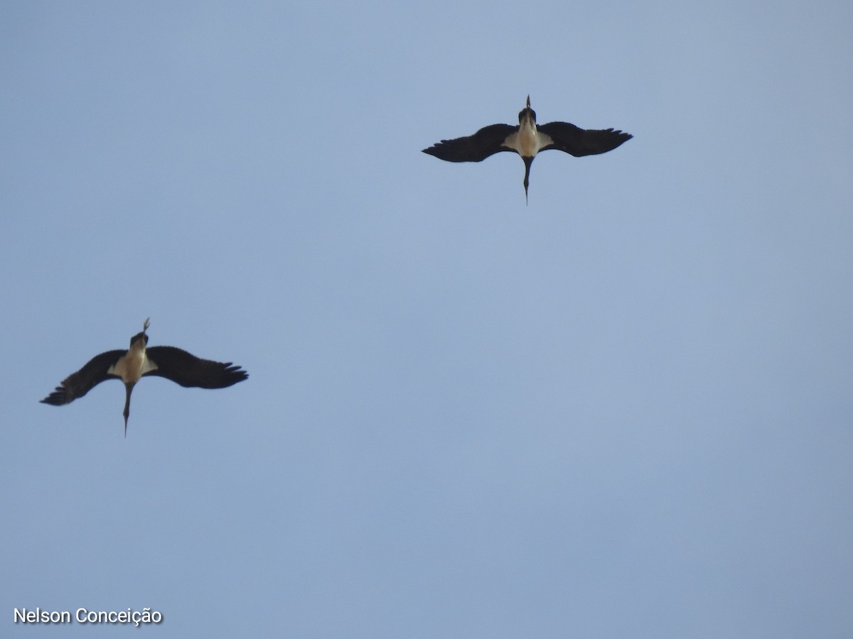 Black Stork - Nelson Conceição