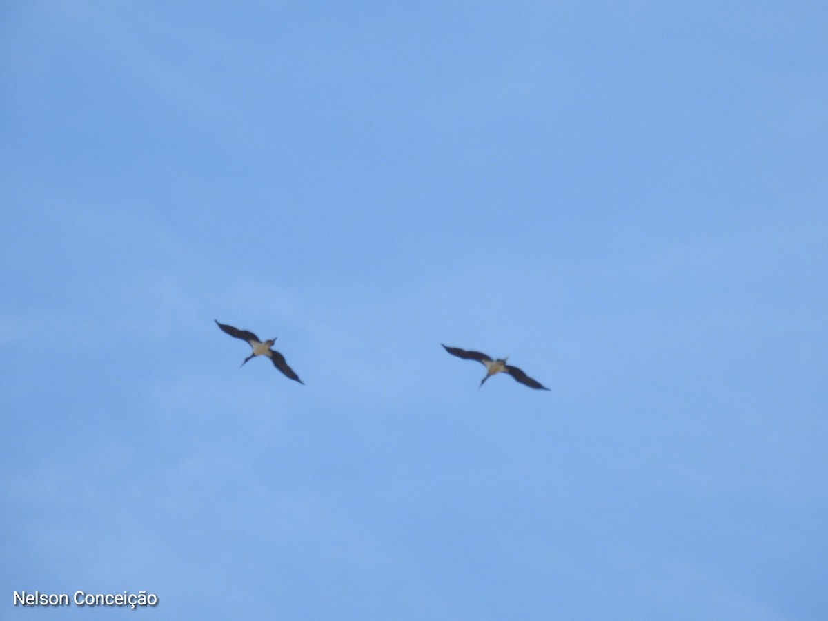 Black Stork - Nelson Conceição