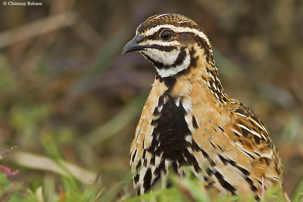 Rain Quail - ML60963721