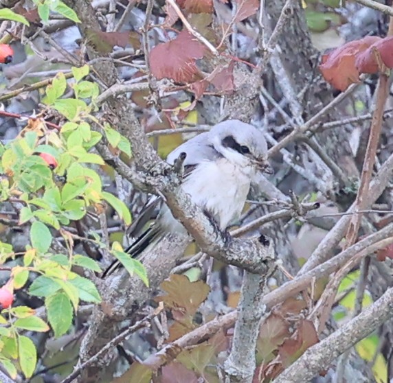 Great Gray Shrike (Steppe) - ML609637216