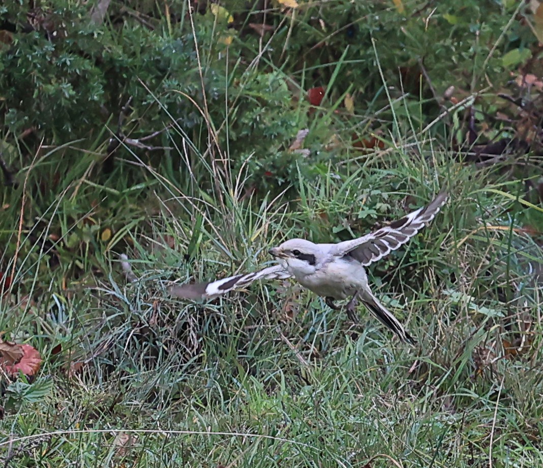 Сорокопуд сірий (підвид pallidirostris) - ML609637217