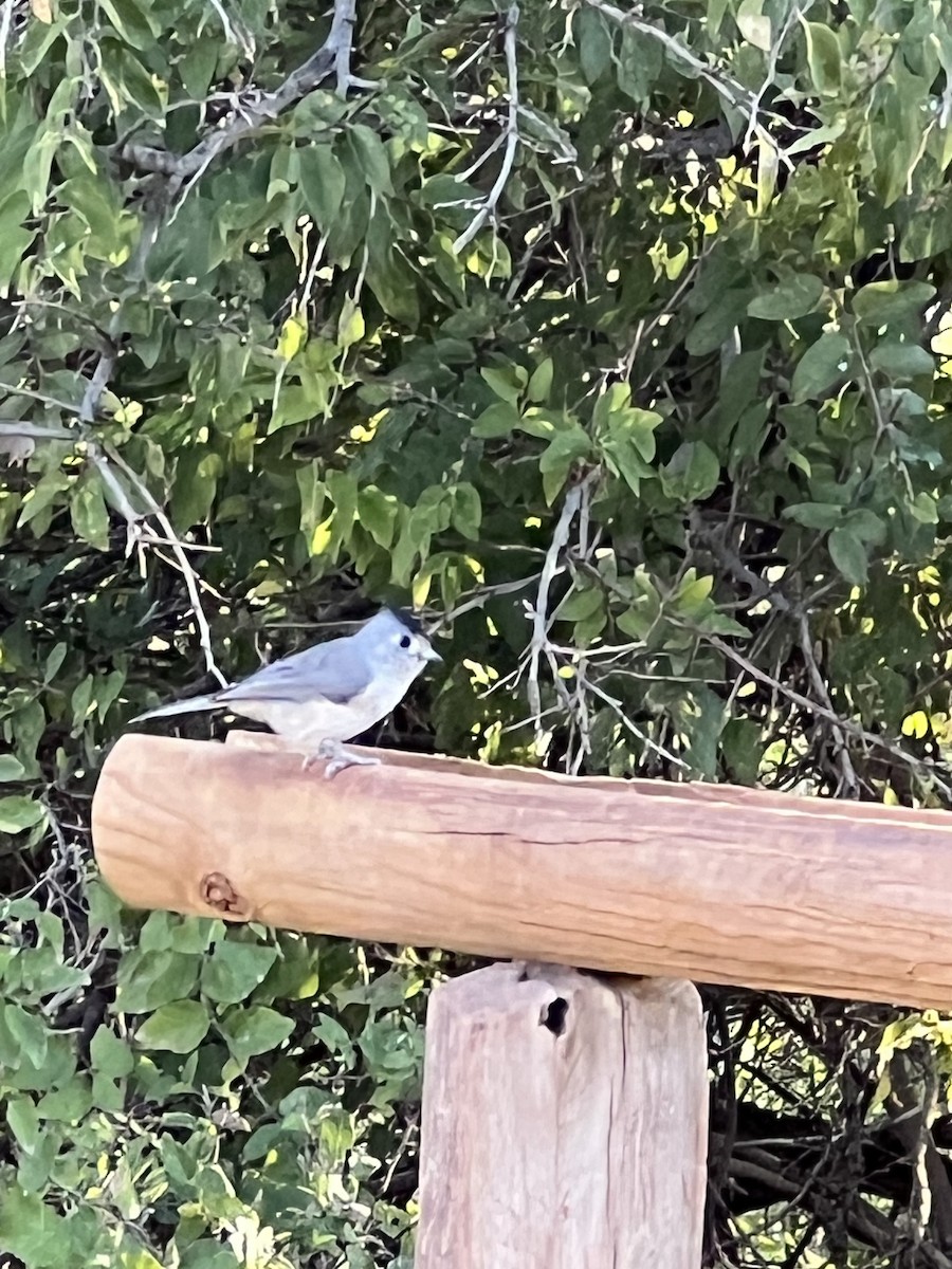 Black-crested Titmouse - ML609637243