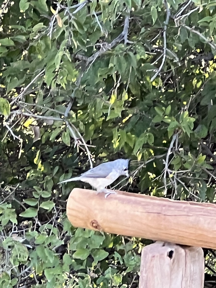 Black-crested Titmouse - ML609637244