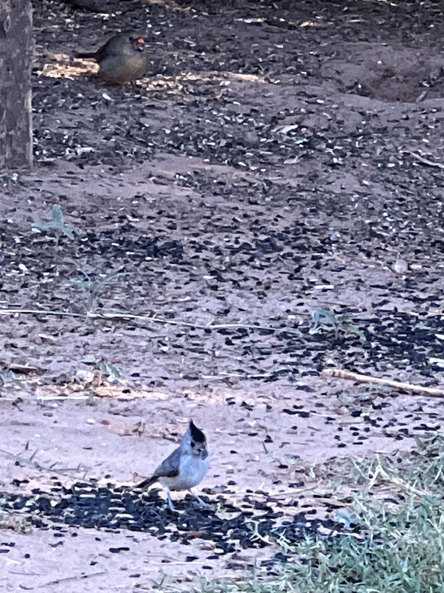 Black-crested Titmouse - ML609637245