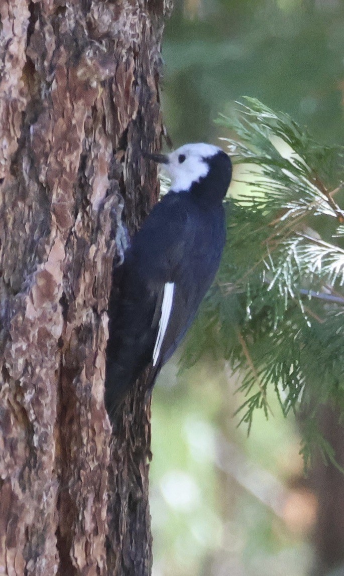 White-headed Woodpecker - ML609637286