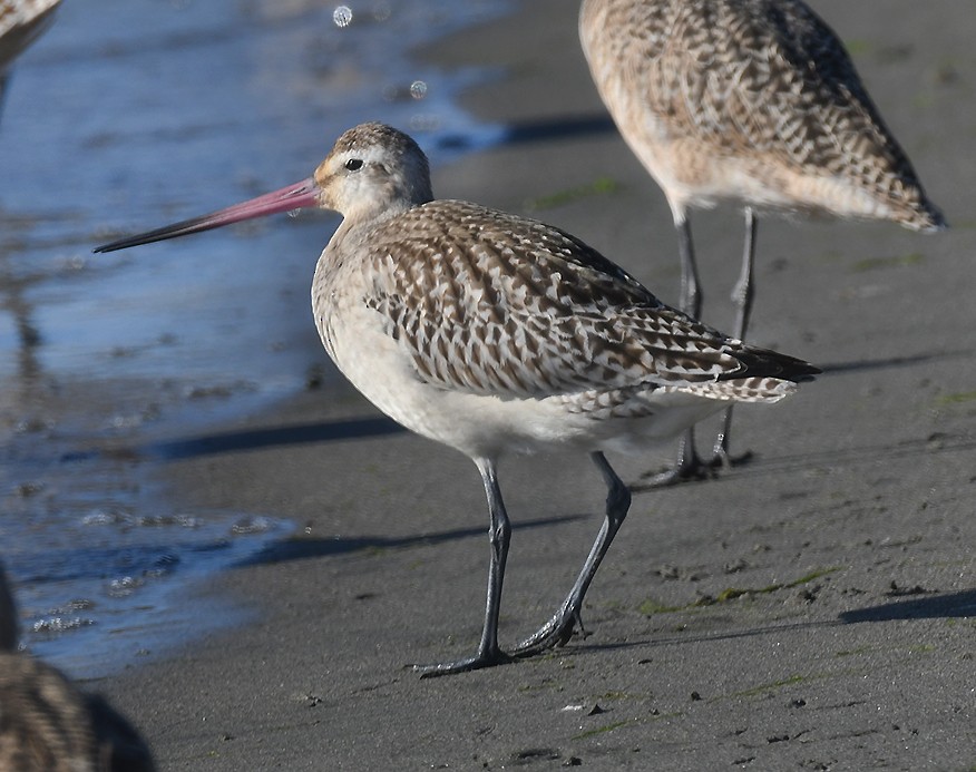 Bar-tailed Godwit - ML609637427