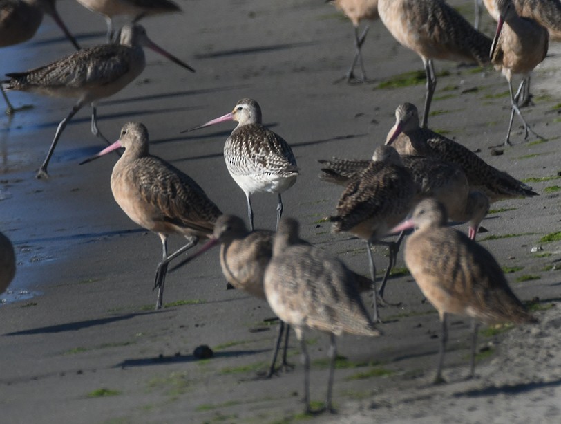 Bar-tailed Godwit - ML609637428