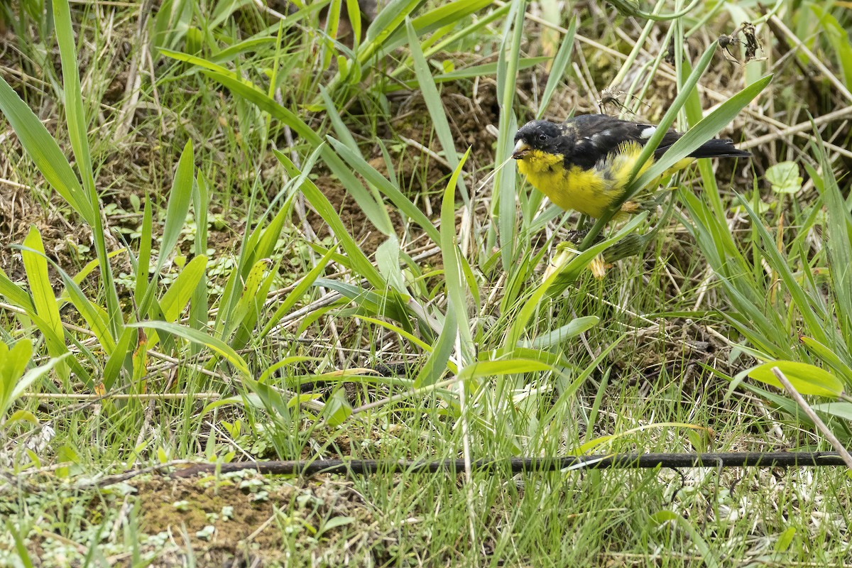 Lesser Goldfinch - ML609637472