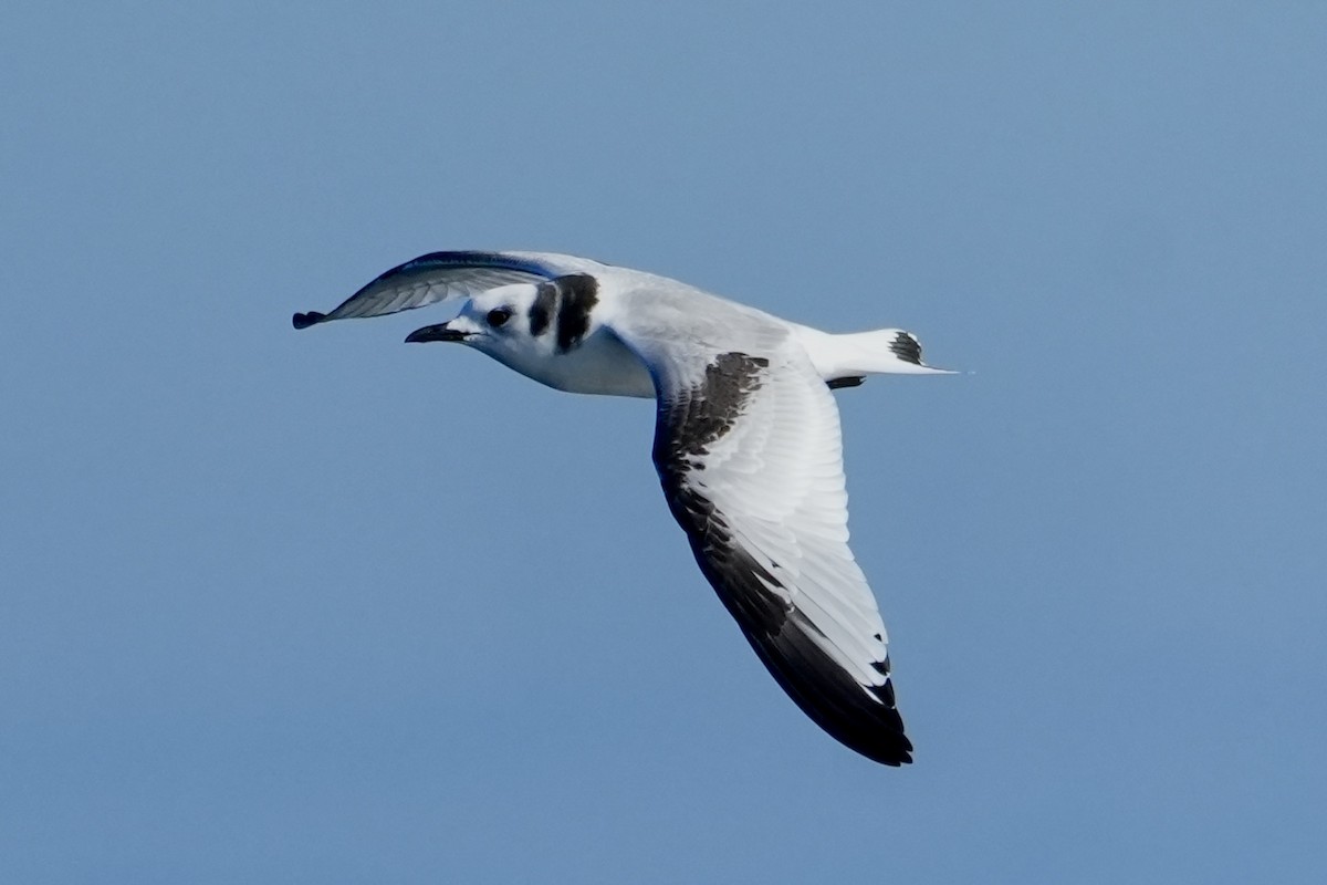 Black-legged Kittiwake - ML609637534