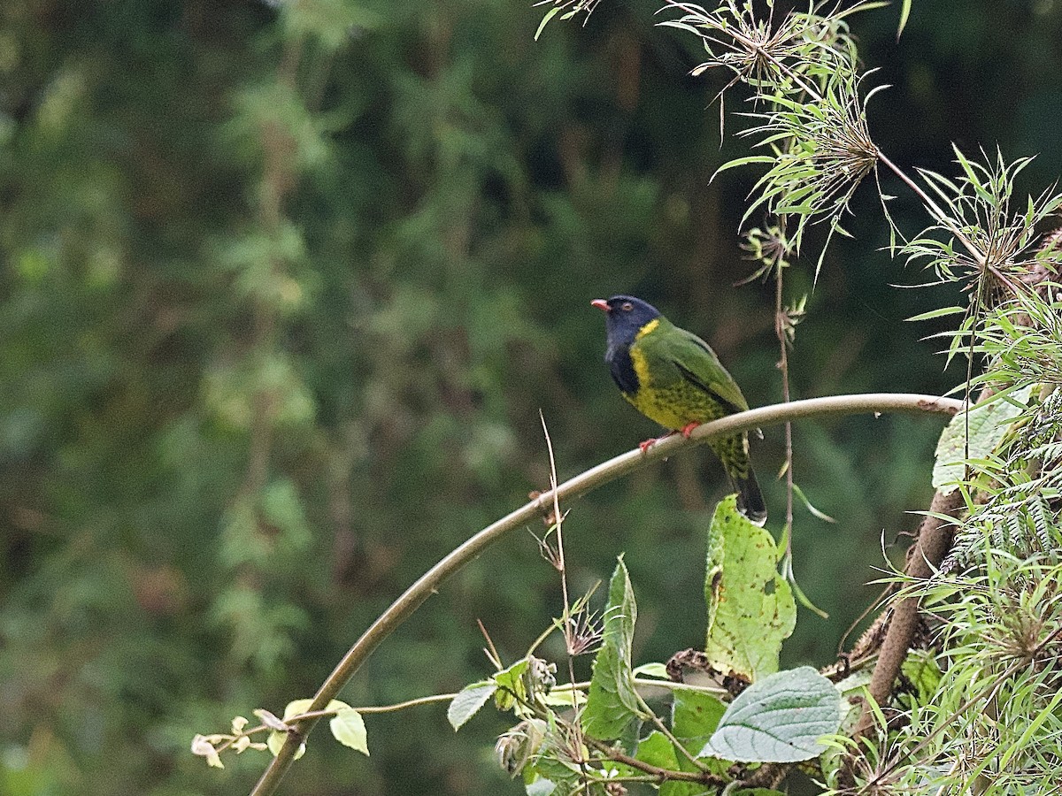 Band-tailed Fruiteater - Craig Rasmussen