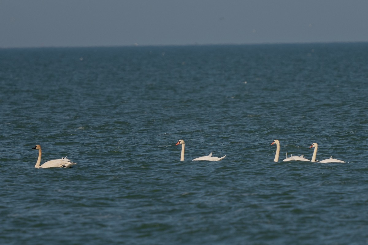 Trumpeter Swan - Sheila and Ed Bremer