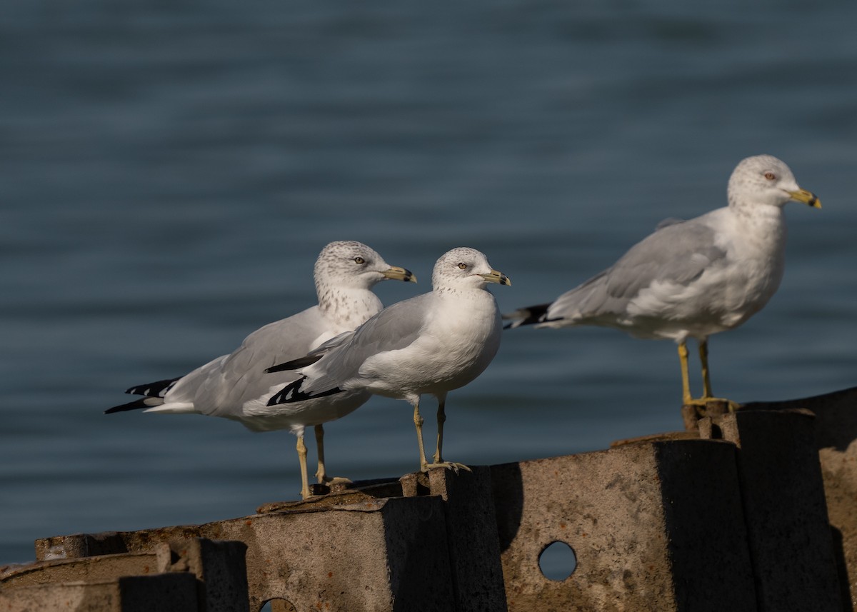 Ring-billed Gull - Sheila and Ed Bremer