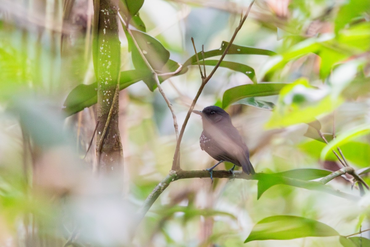 Plumbeous Antvireo - ML609637760