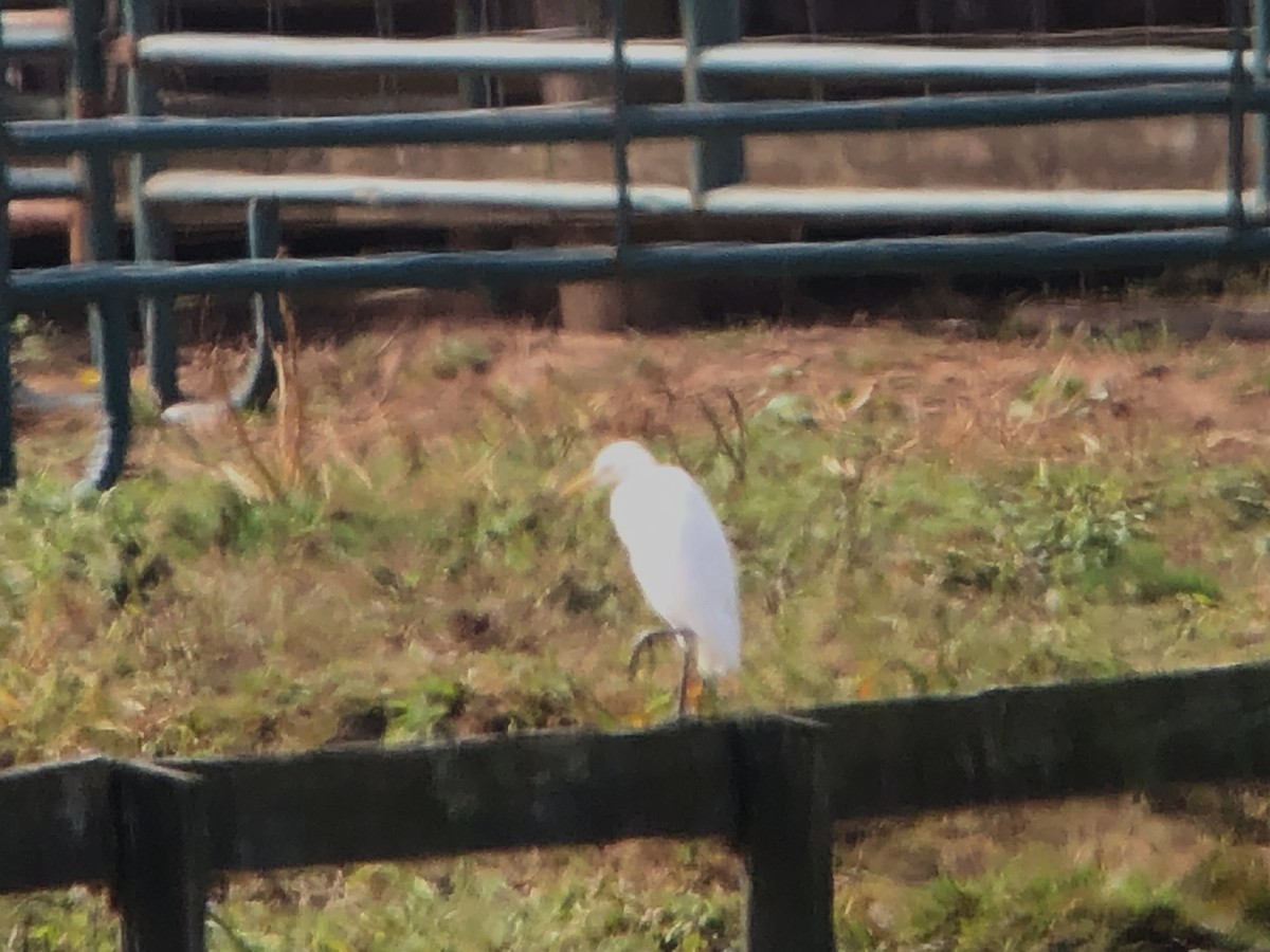 Western Cattle Egret - James White