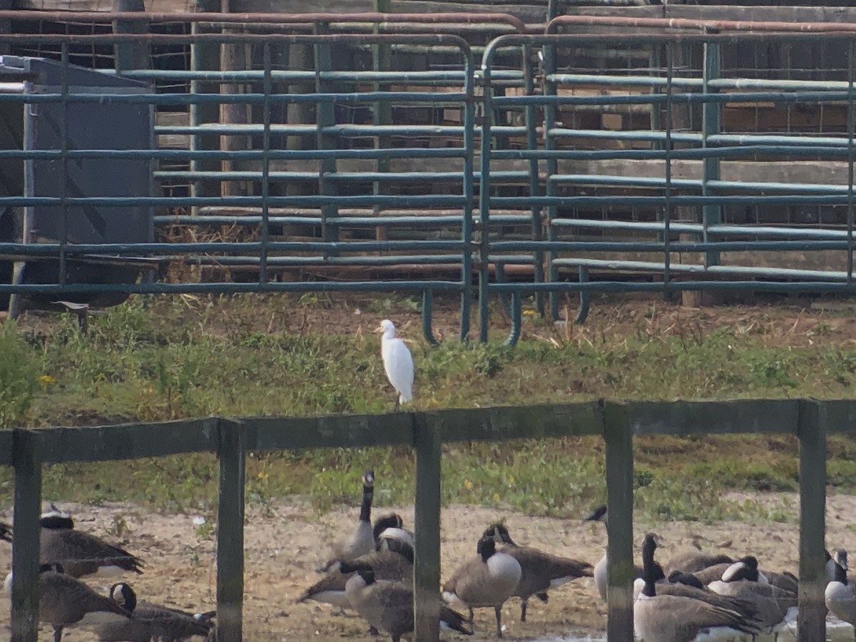 Western Cattle Egret - ML609638057