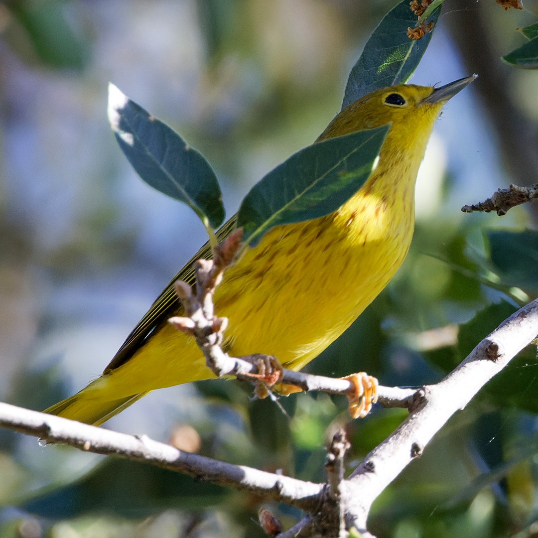 Yellow Warbler - Gerrit Platenkamp