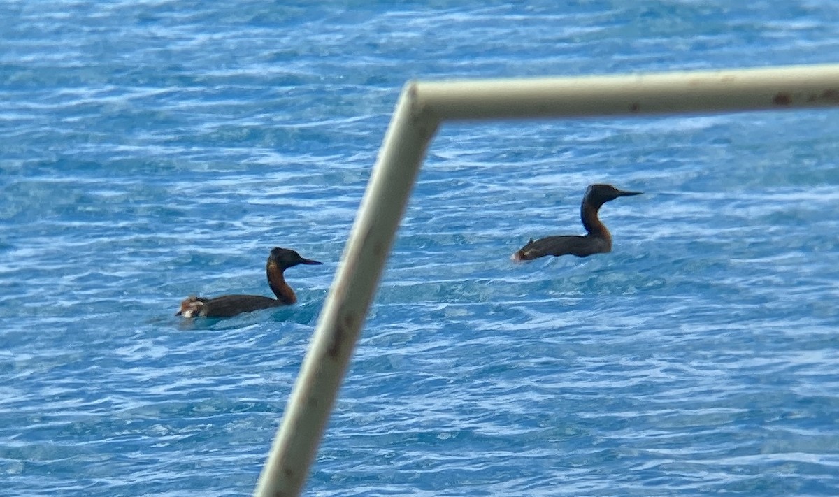 Great Grebe - ML609638142