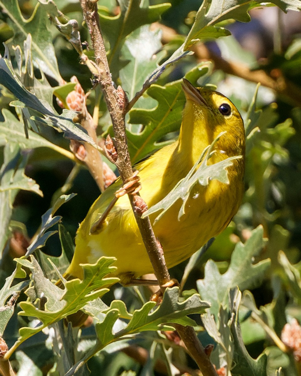 Yellow Warbler - Gerrit Platenkamp