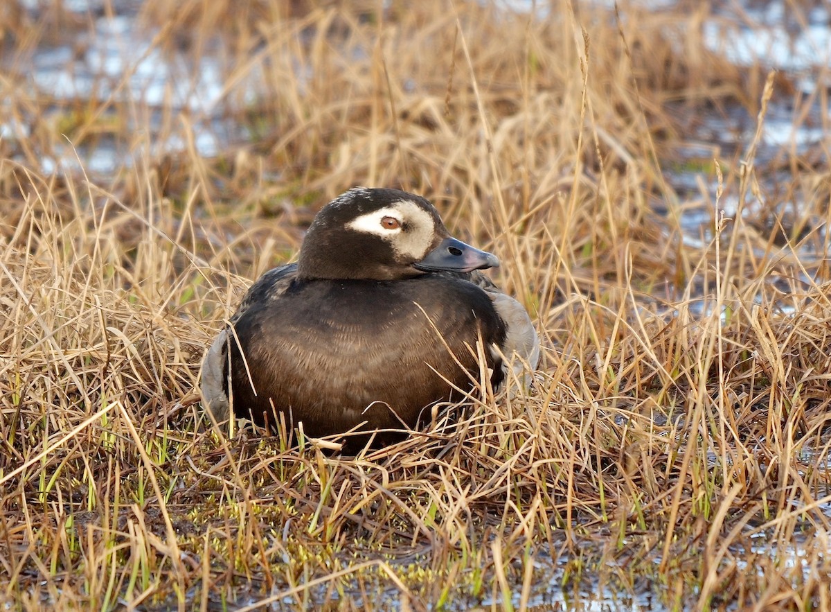 Long-tailed Duck - ML609638202