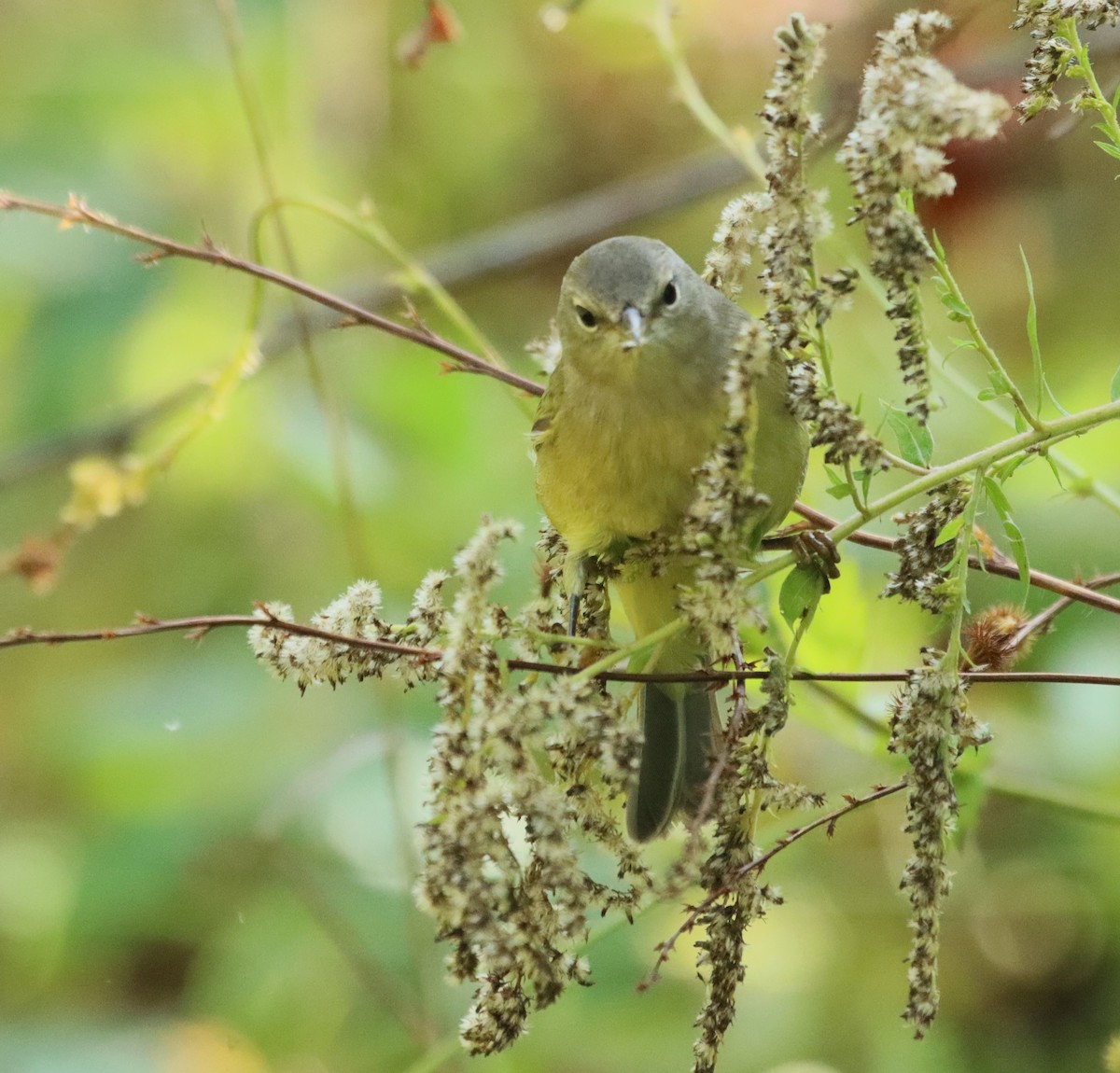 Orange-crowned Warbler - Bob Andrini