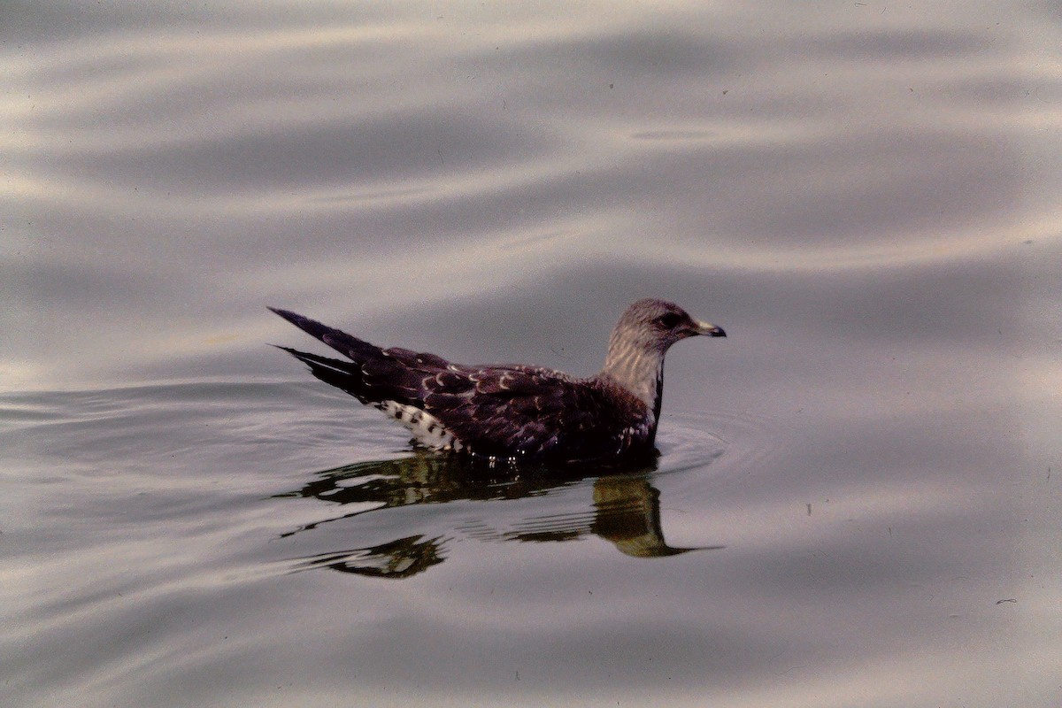 Long-tailed Jaeger - ML609638259