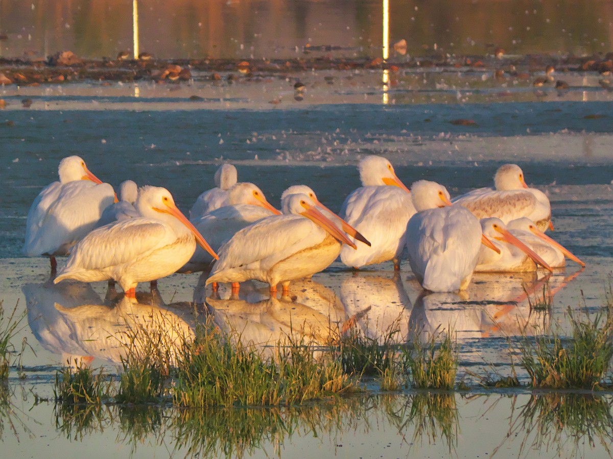 American White Pelican - ML609638310