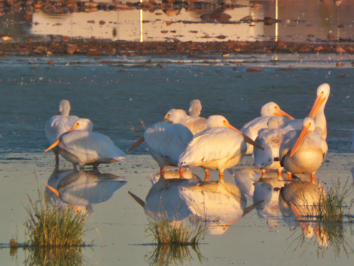 American White Pelican - ML609638311