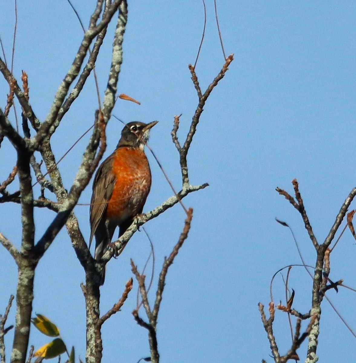 American Robin - Bob Andrini