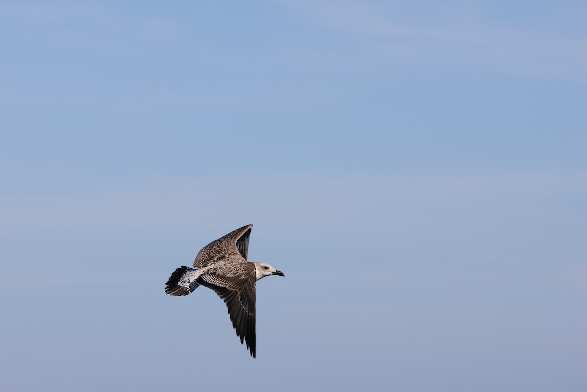 Gaviota Sombría - ML609638362