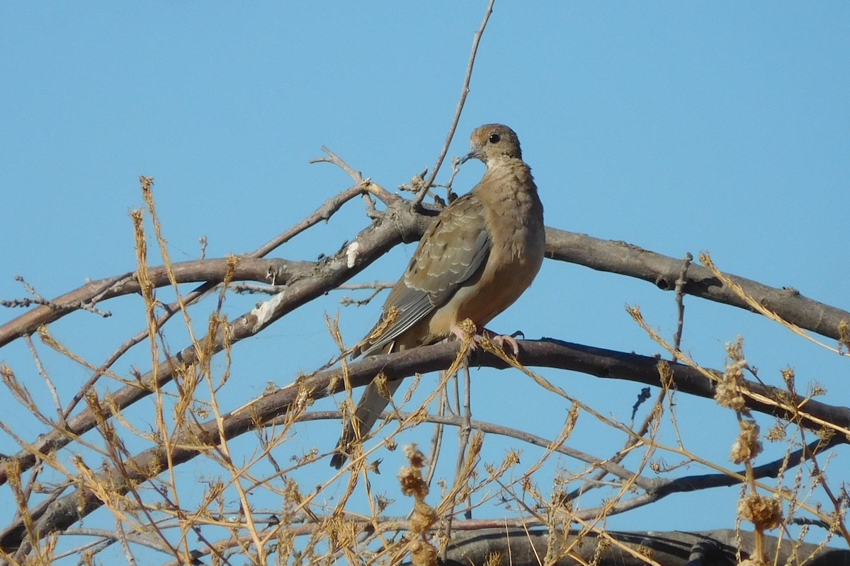 Mourning Dove - Steve Summers