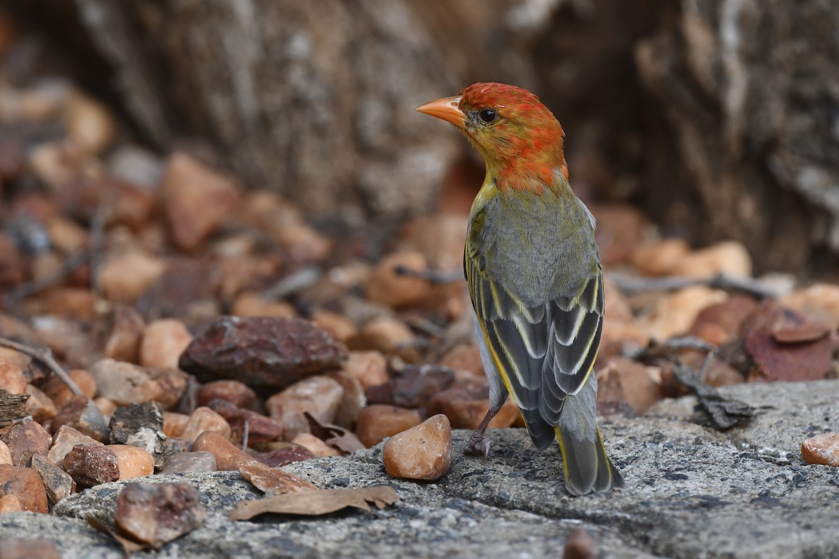 Red-headed Weaver - ML609638443