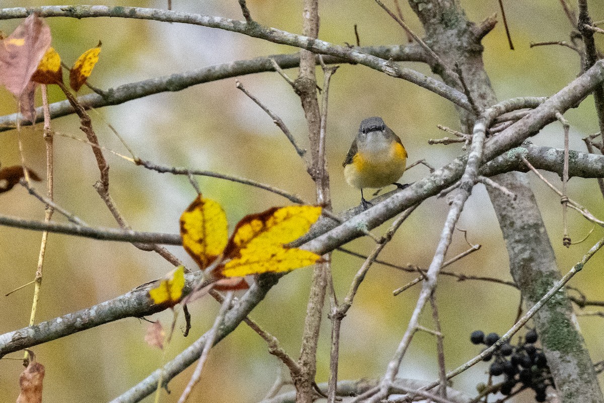 American Redstart - ML609638472