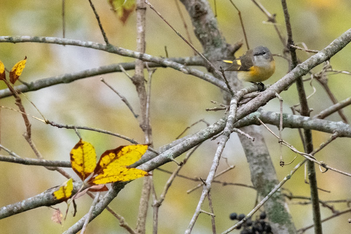 American Redstart - ML609638473