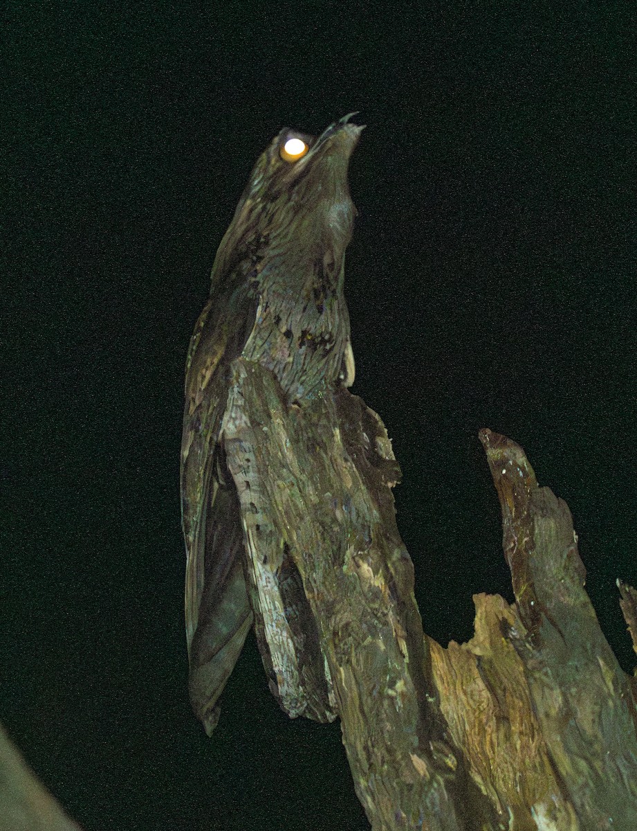 Common Potoo - ML609638594