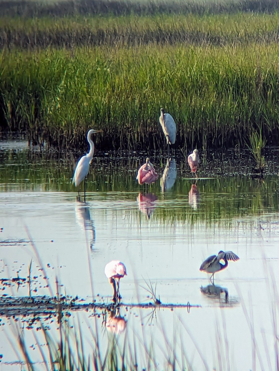 Wood Stork - ML609638671