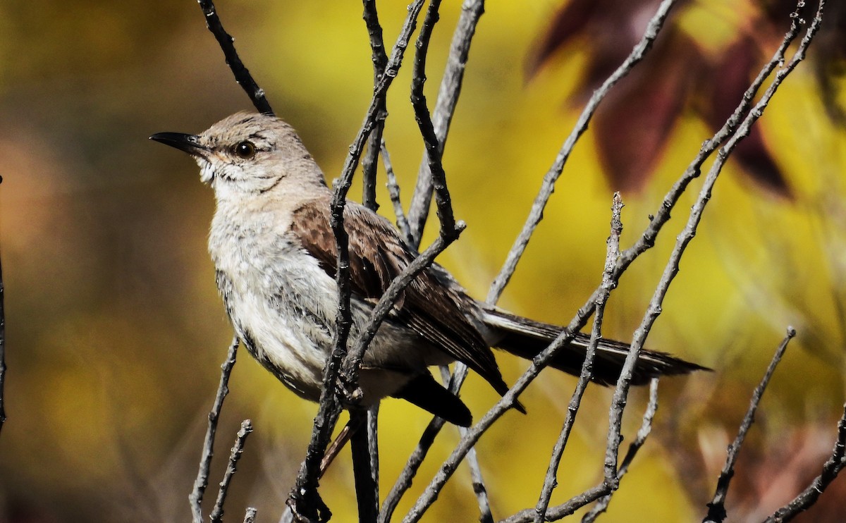 Northern Mockingbird - ML609638771