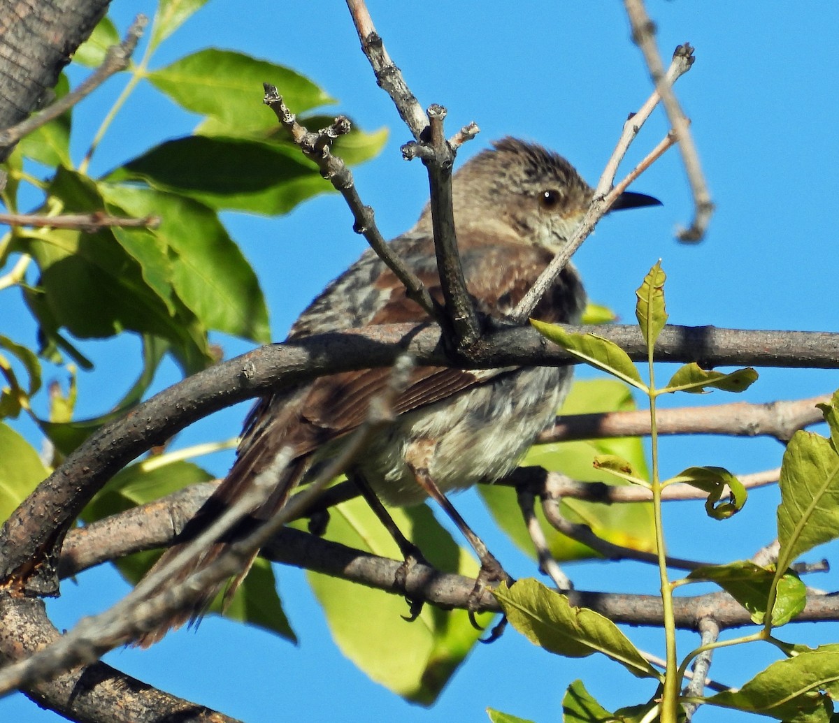 Northern Mockingbird - ML609638781