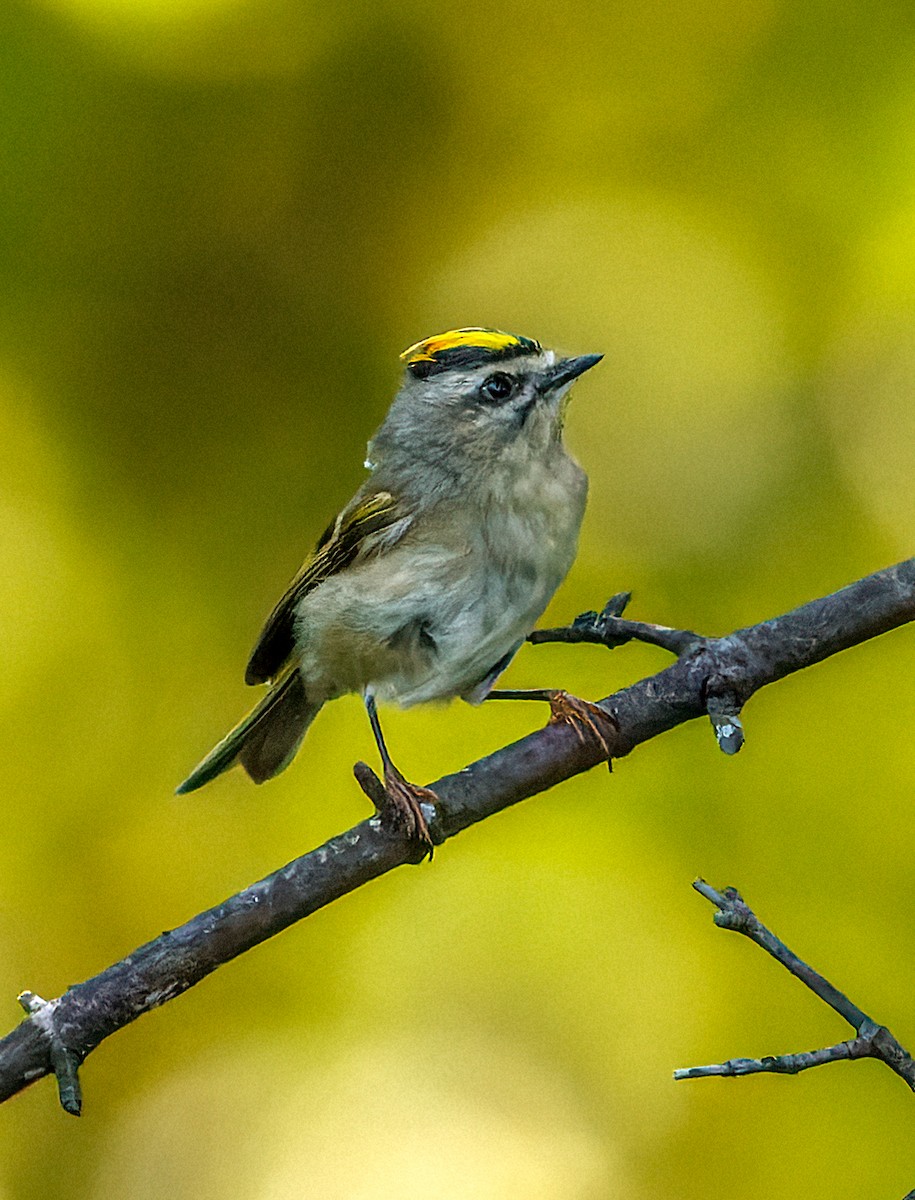 Golden-crowned Kinglet - Sandra Beltrao