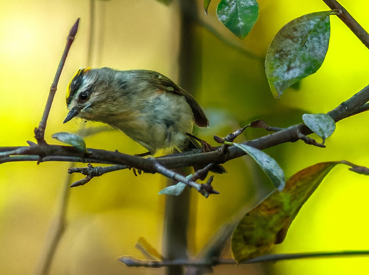 Golden-crowned Kinglet - Sandra Beltrao