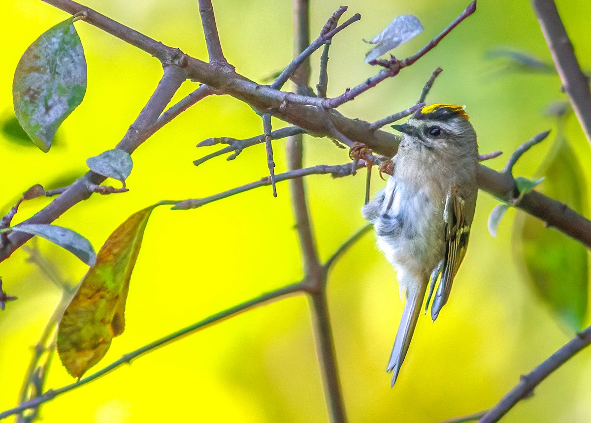 Golden-crowned Kinglet - Sandra Beltrao