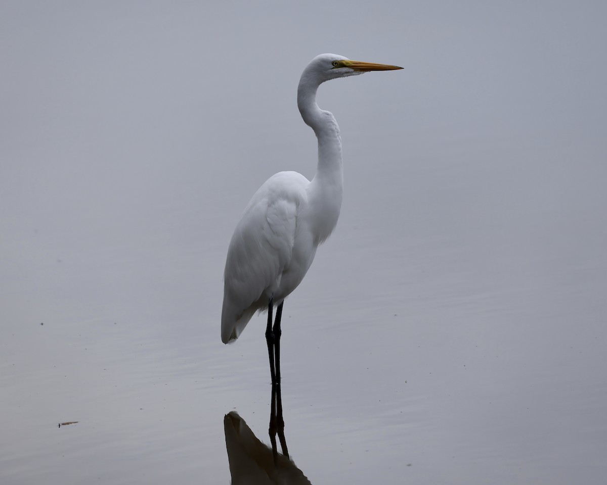 Great Egret - ML609638927