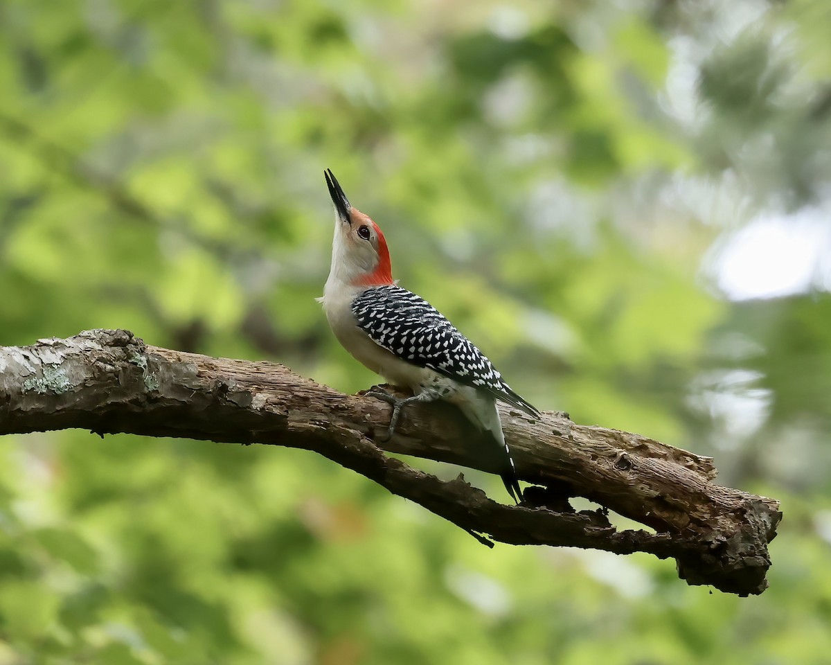 Red-bellied Woodpecker - ML609638930