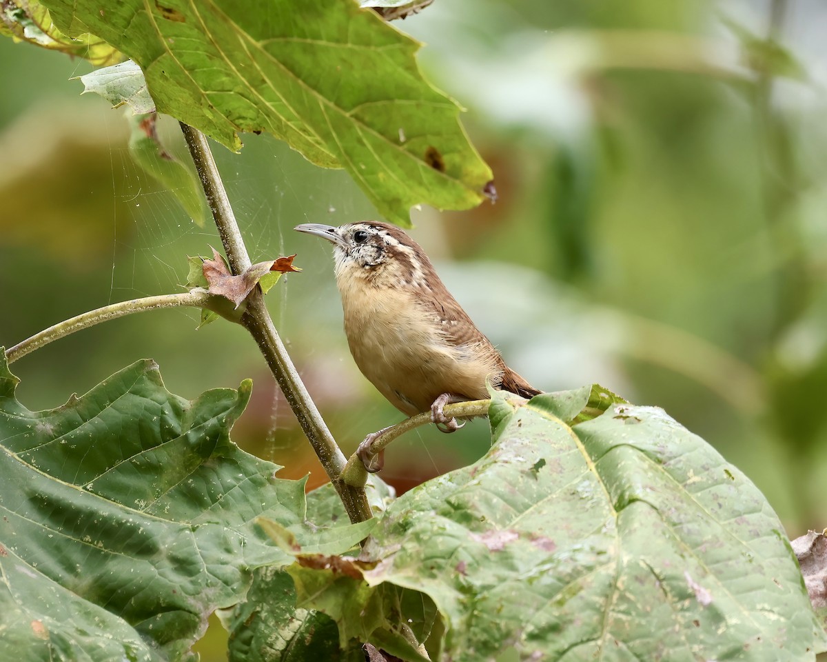 Carolina Wren - ML609638956