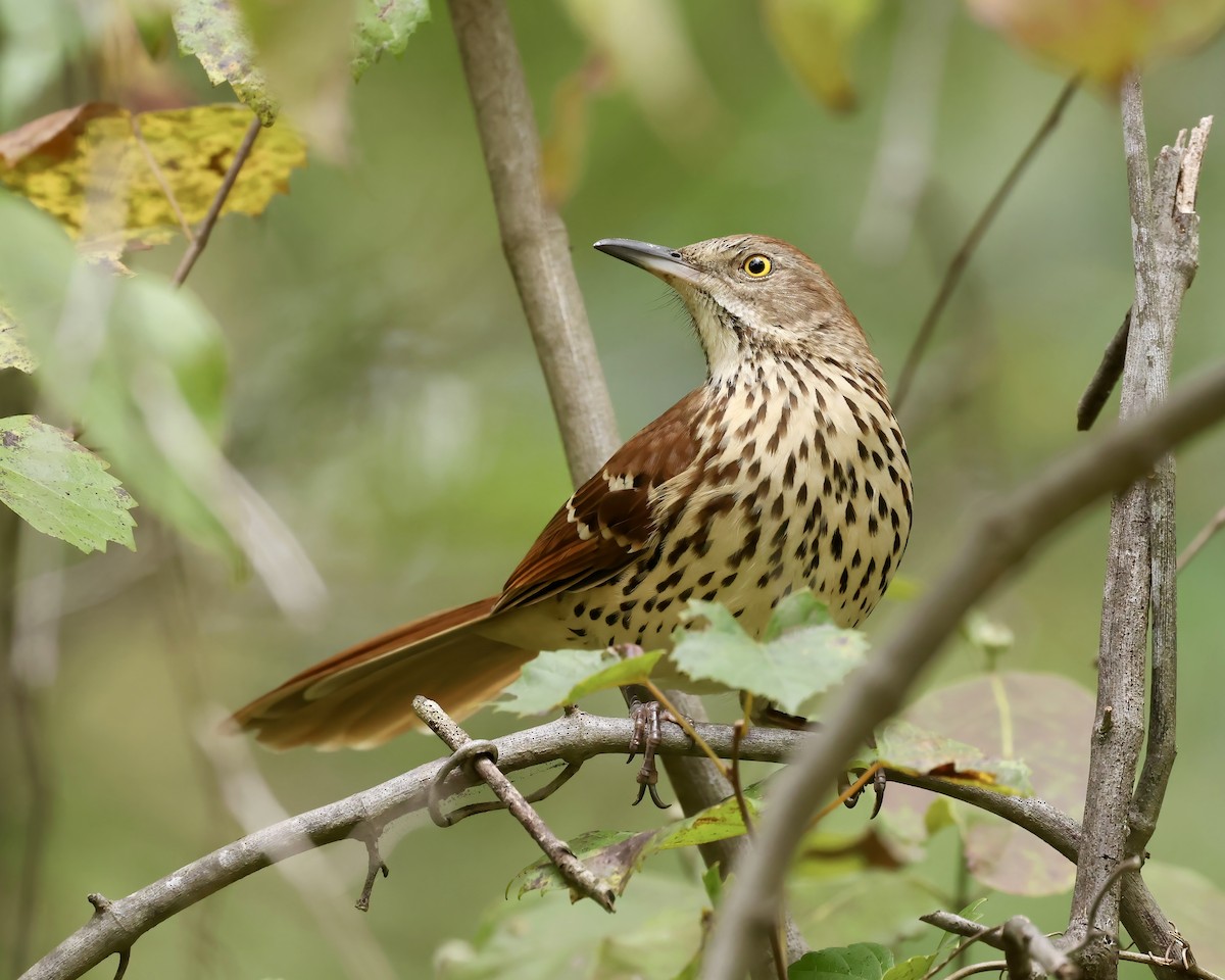 Brown Thrasher - ML609638960