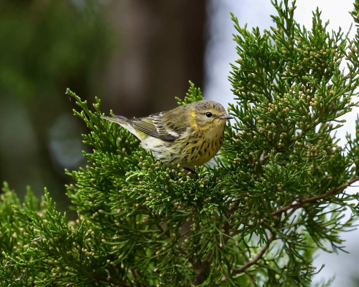 Cape May Warbler - ML609638973