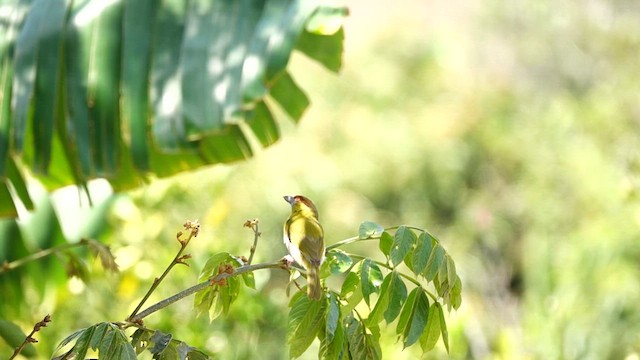 Rufous-browed Peppershrike - ML609639014