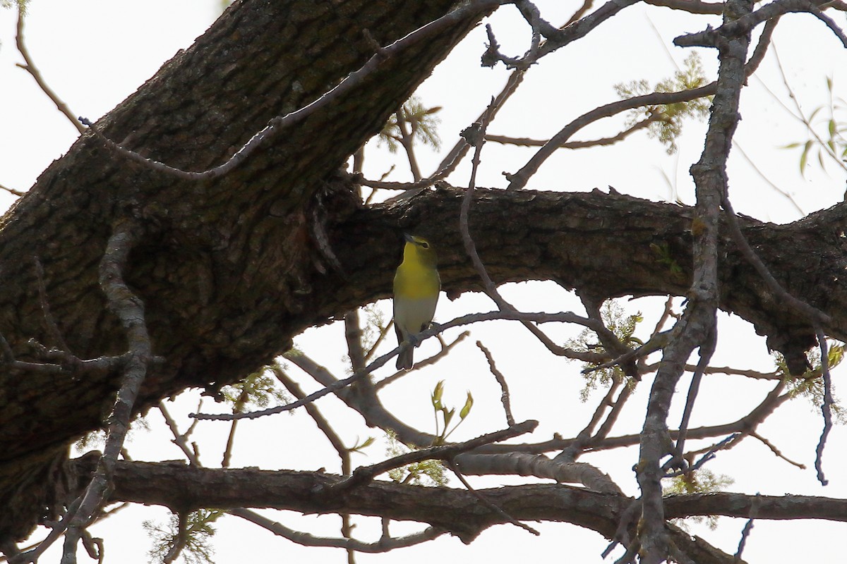 Yellow-throated Vireo - ML609639334