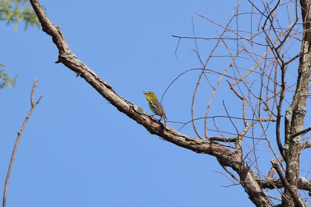 Viréo à gorge jaune - ML609639348